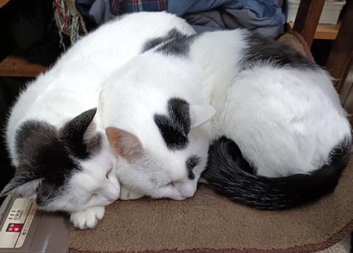 寄り添って眠る猫(横並び)