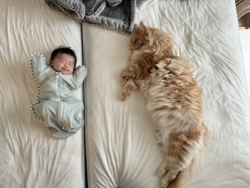赤ちゃんと猫