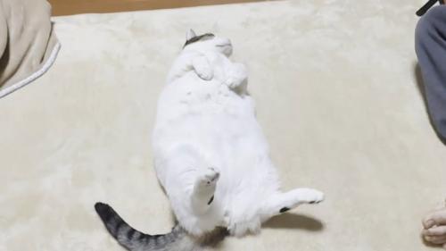 仰向け猫ちゃん(頭が上)