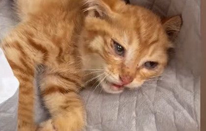 鳴く猫