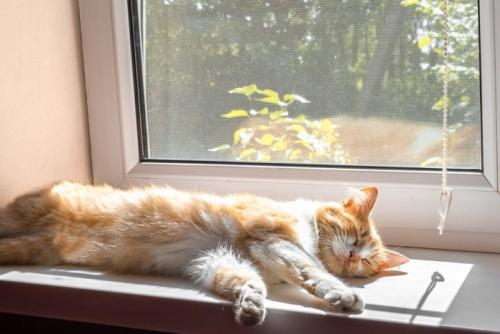 寝ている猫