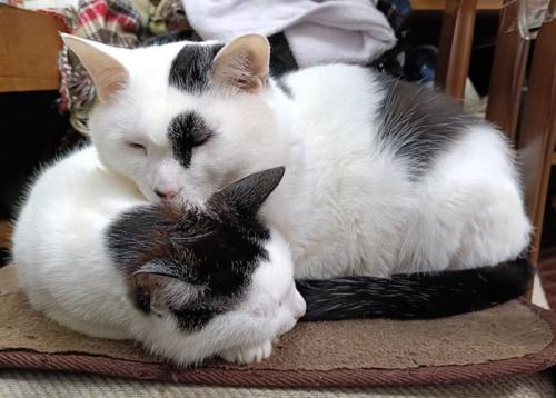 寄り添って眠る猫(上下)