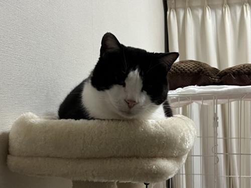 キャットタワー頂上のベッドでくつろぐ猫