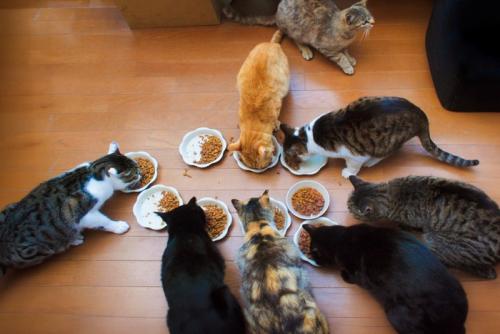 多頭飼い