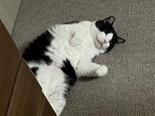 床に転がって遊んでいる猫