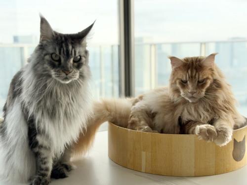 並ぶ2匹の猫