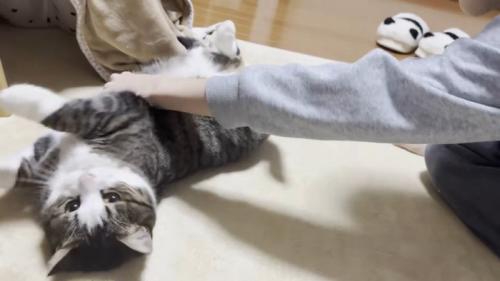 仰向けにされるキジ白猫ちゃん