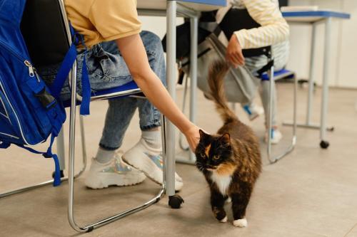 教室にいる猫