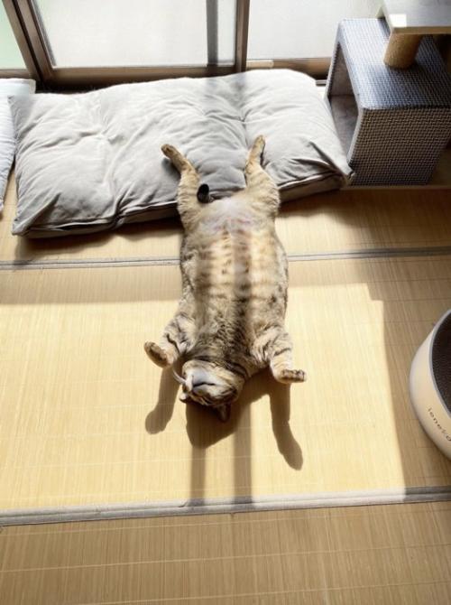 窓際で仰向けになって眠るキジトラ猫