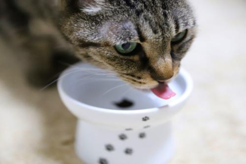 ごはんを食べるキジトラ猫