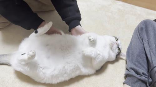 仰向け猫ちゃん(頭が右)