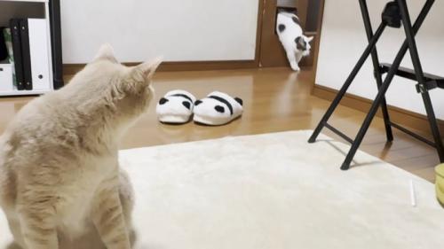 パステル茶トラさん(左)とペットドアを潜る猫ちゃん(右奥)