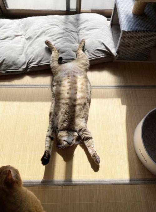 前足を頭の方に伸ばして、仰向けで眠るキジトラ猫