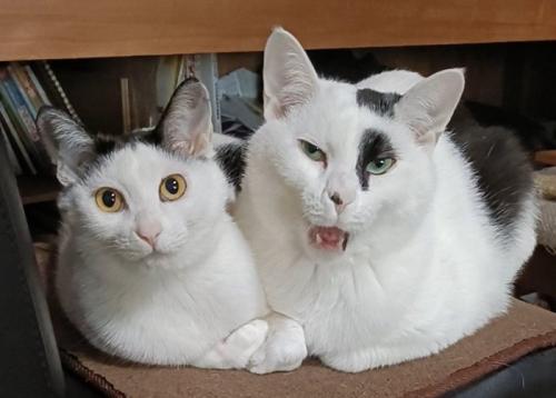 表情豊かな猫2匹(左:キメ顔/右:変顔)