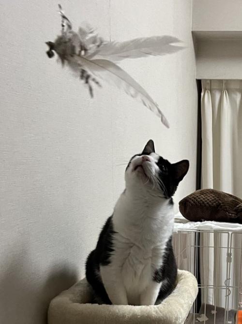 羽根のおもちゃを見つめる猫