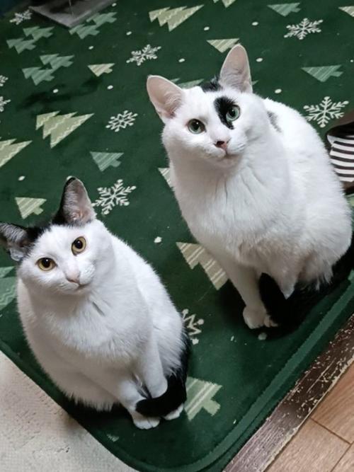 並んで座って飼い主を見上げる2匹の猫