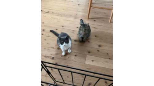 ストーブ前の猫