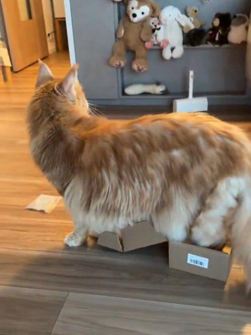 猫の後ろ姿