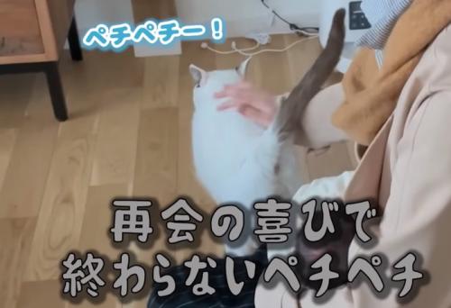 甘える猫