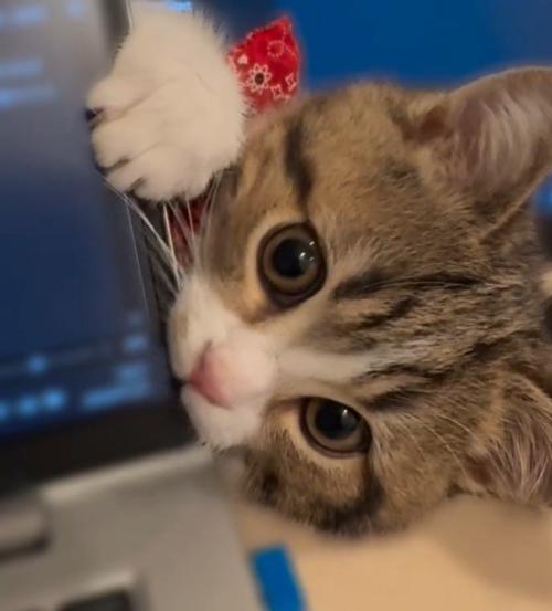 横向きの猫