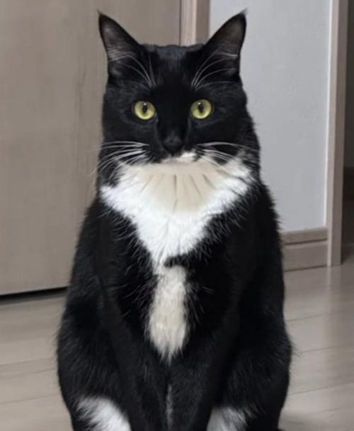 座る猫