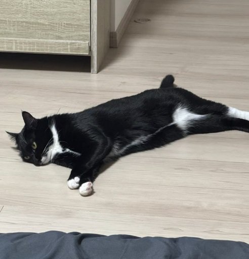くつろぐ猫