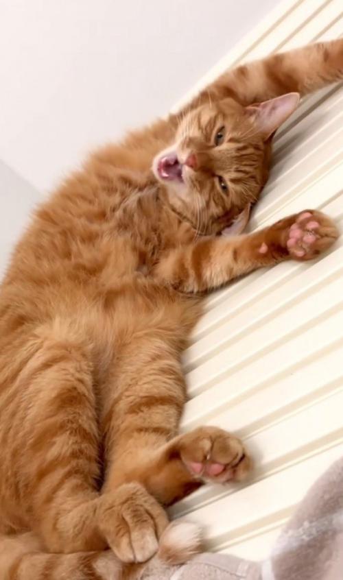 あくびする猫