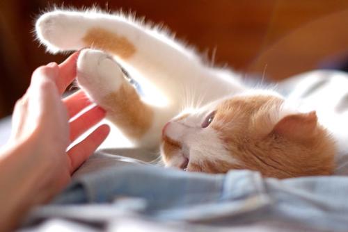 寄り添う猫