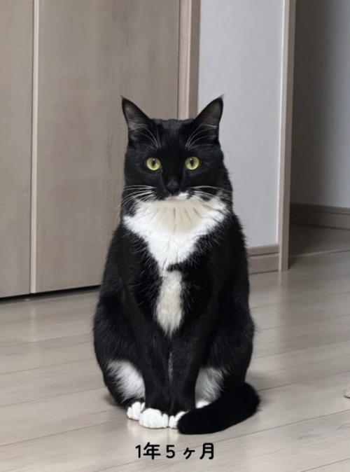 大きくなった猫