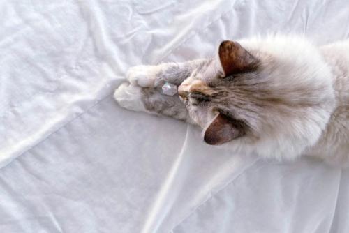 パワースートンをもつ猫