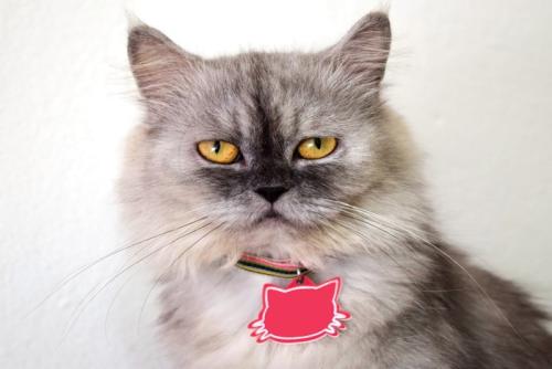 迷子札をつけた猫