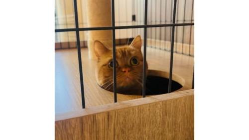 隠れている猫