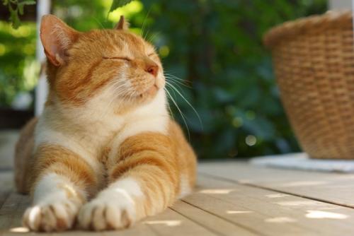 風のにおいを感じる猫