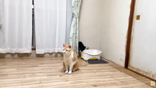 黒い子猫（お部屋の隅にあるトイレに乗っている様子）
