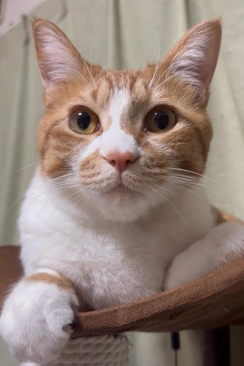 猫の顔