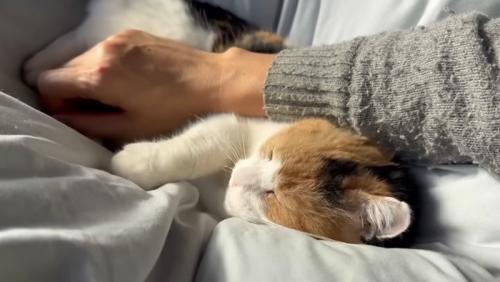 満足そうなミケ
