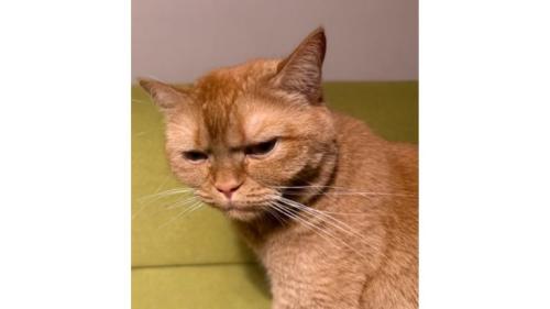 室内にいる猫