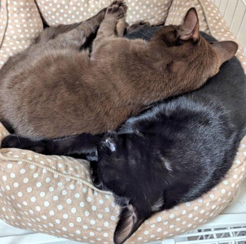 くっついて寝る2匹の猫