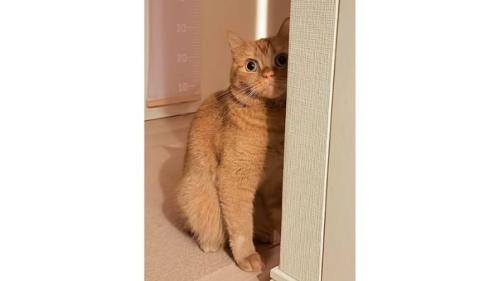 室内にいる猫