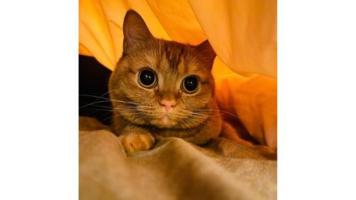 室内にいる猫