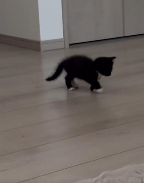よちよち歩きの子猫