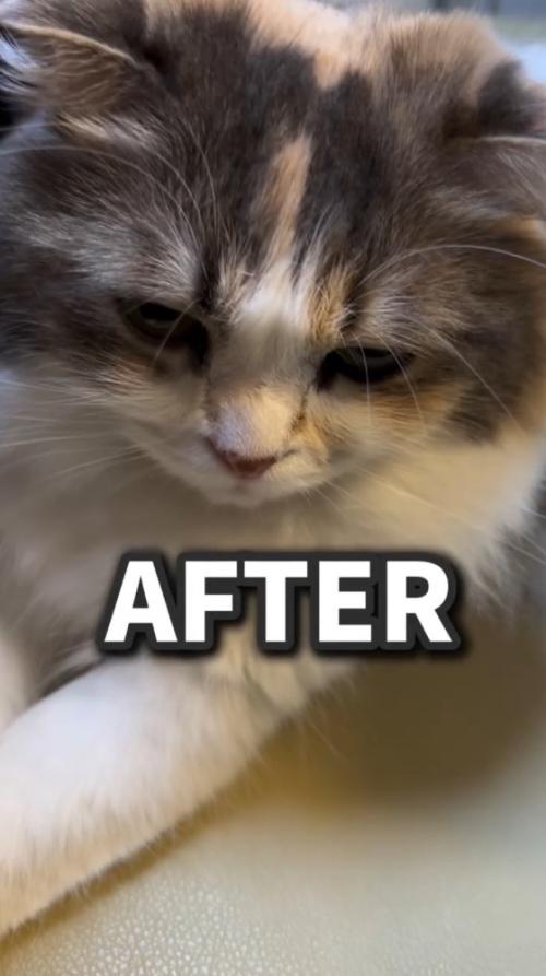 毛を乾かしてふわふわの見た目になった猫