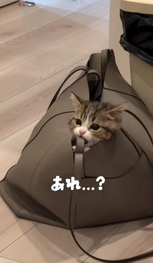 かじる猫