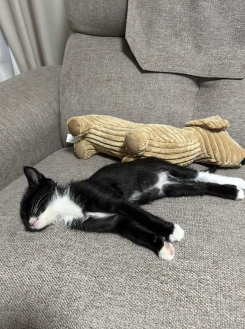 寝る猫