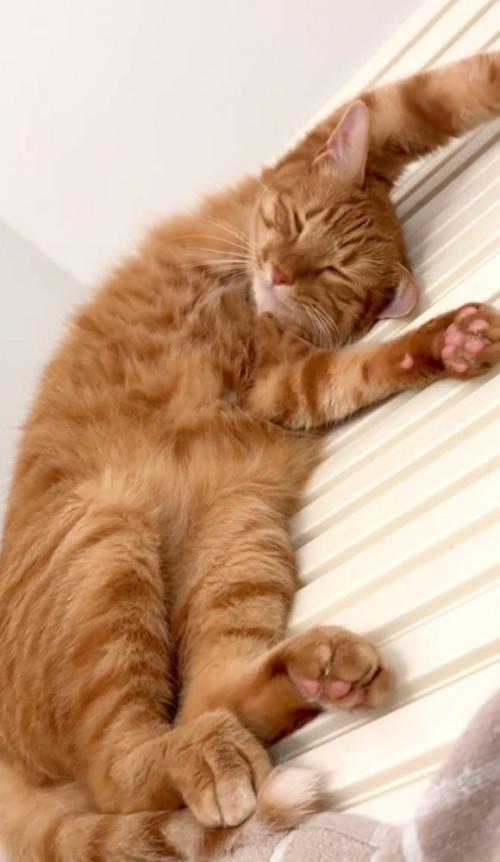 風呂のフタの上で眠る猫