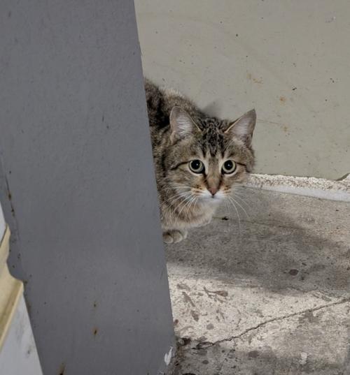 見上げる猫