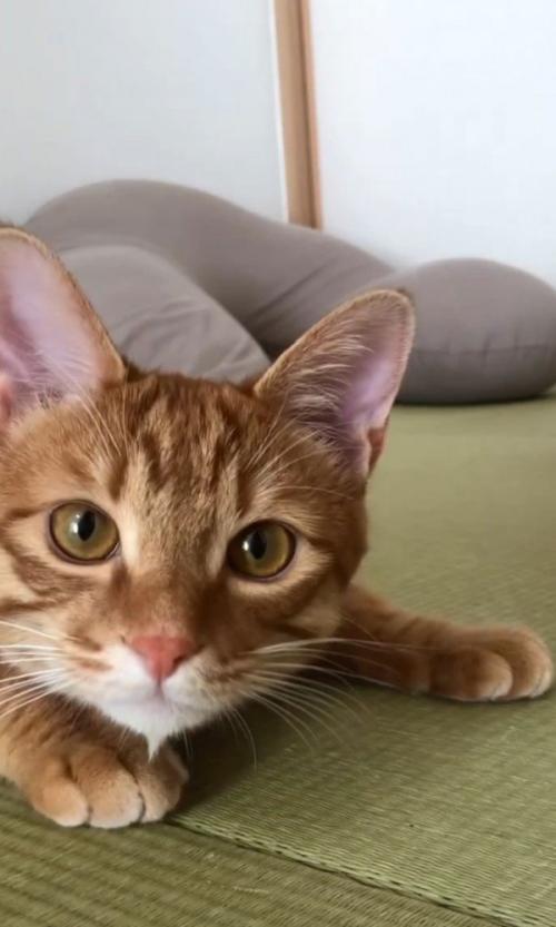 カメラを狙う猫