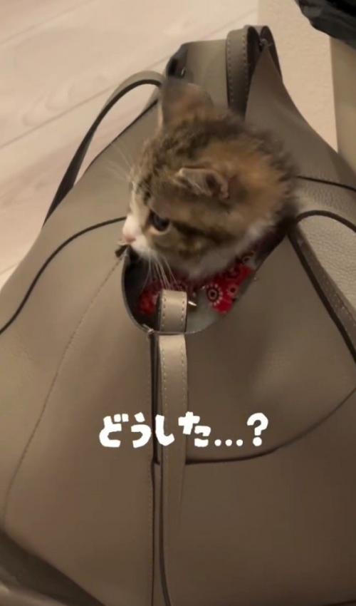 横向きの猫