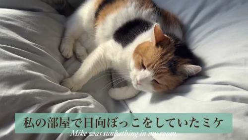 先にくつろいでいるミケ