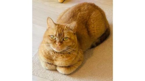 室内にいる猫